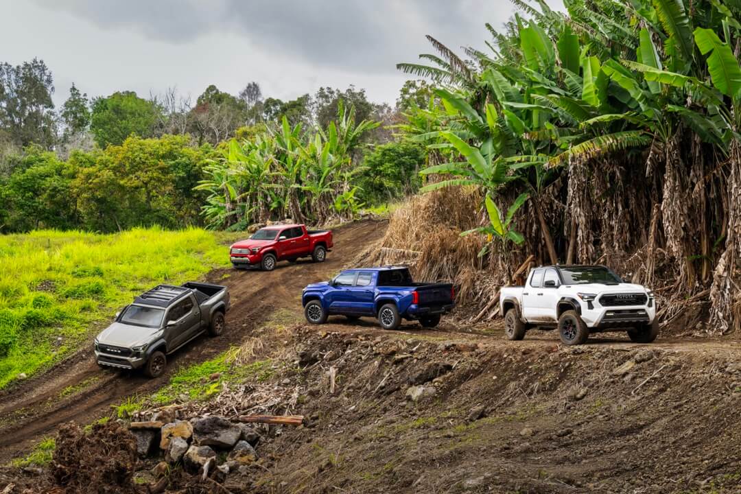 view of a range of 2024 Toyota Tacoma trucks in a jungle
